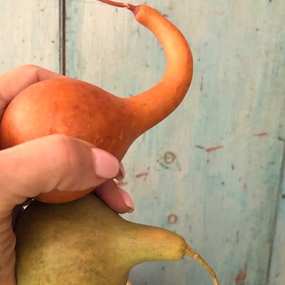 Bundle of beautiful harvest items in shades of sienna, brown, yellow, & green - Picture 6 of 16